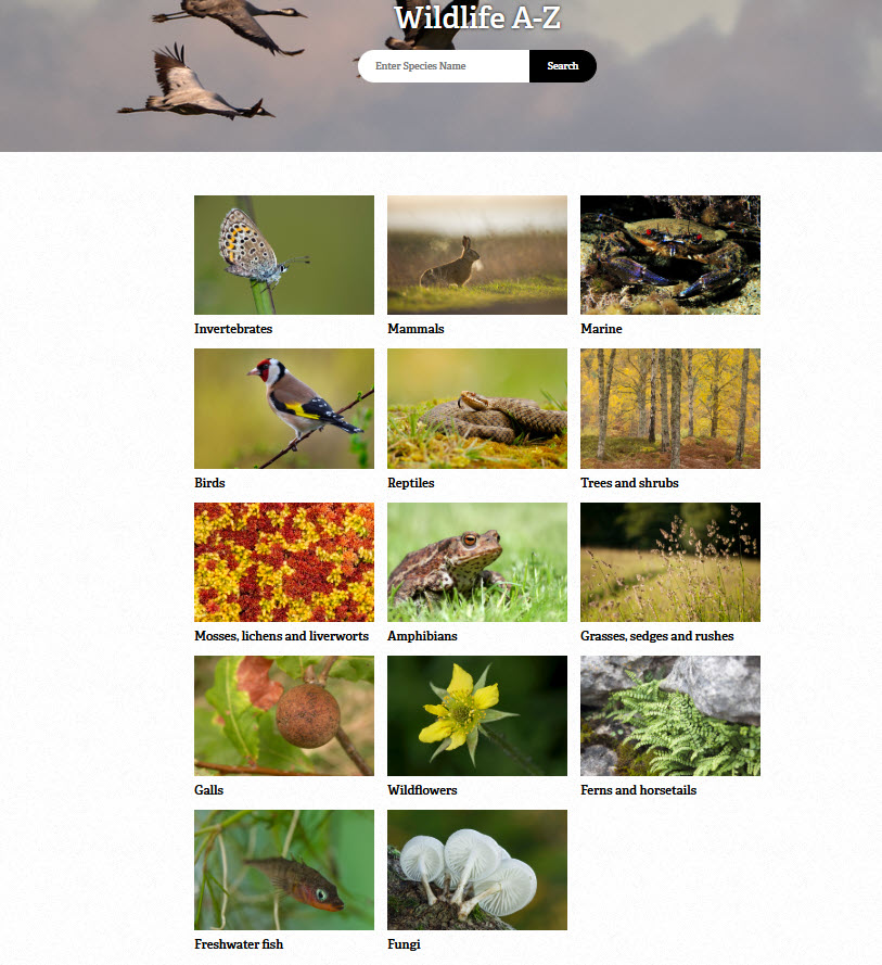 norfolk wildlife trust