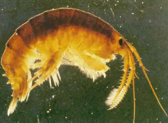 shrimp