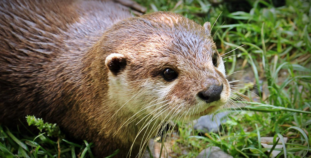 otter