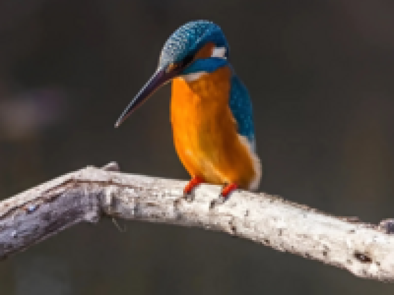 kingfisher small